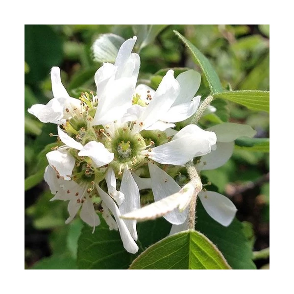 Amelanchier alnifolia 'Smokey' - Mézalmácska