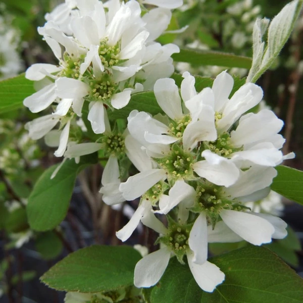 Amelanchier alnifolia 'Thiessen' - Mézalmácska