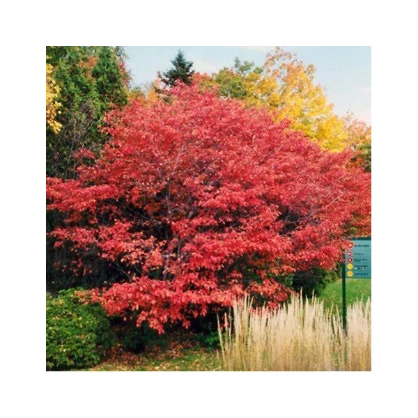 Amelanchier alnifolia 'Thiessen' - Mézalmácska