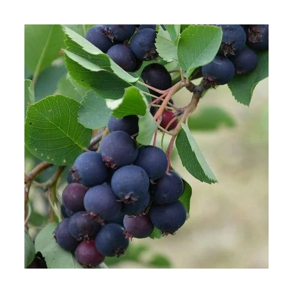 Amelanchier alnifolia 'Thiessen' - Mézalmácska