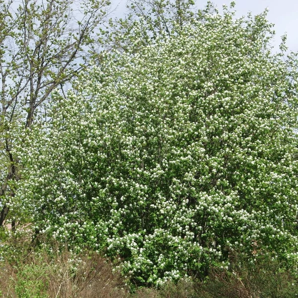 Amelanchier alnifolia 'Thiessen' - Mézalmácska