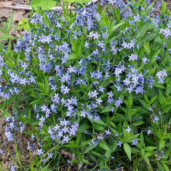 Amsonia 'Blue Ice' – Amzon virág