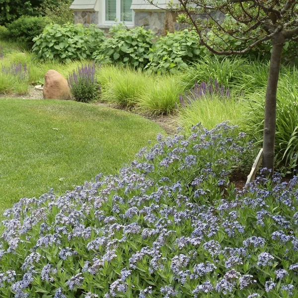 Amsonia 'Blue Ice' – Amzon virág