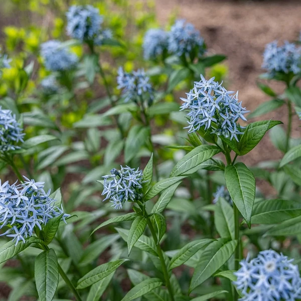 Amsonia tabernaemontana – Széleslevelű csillagmeténg, Amson-virág
