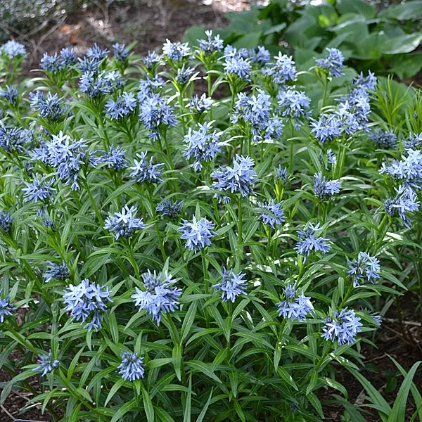 Amsonia tabernaemontana var. salicifolia – Fűzlevelű csillagmeténg