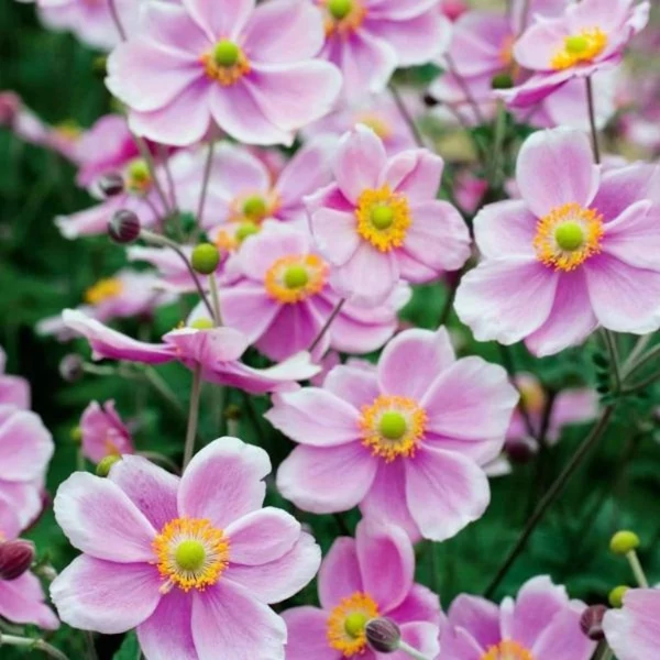 Anemone hupehensis 'Rose Shades' – Őszi szellőrózsa, kínai szellőrózsa