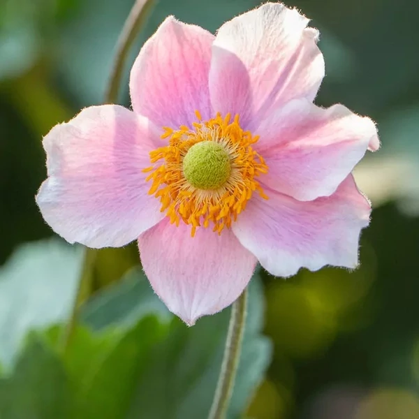 Anemone hupehensis 'Rose Shades' – Őszi szellőrózsa, kínai szellőrózsa
