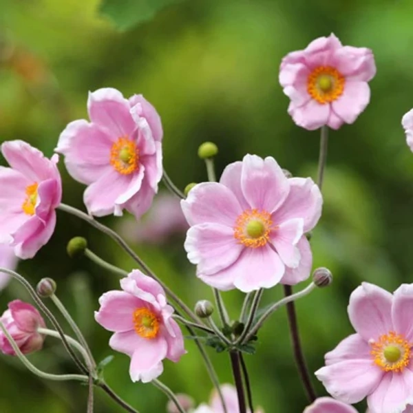Anemone hupehensis 'Rose Shades' – Őszi szellőrózsa, kínai szellőrózsa
