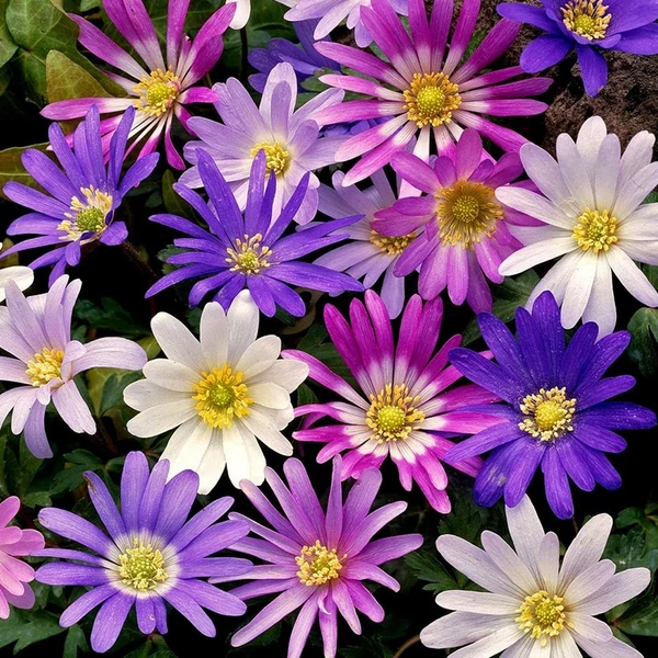 Anemone blanda - Csinos szellőrózsa, színkeverék