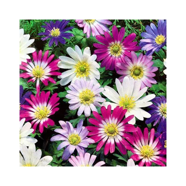 Anemone blanda - Csinos szellőrózsa, színkeverék