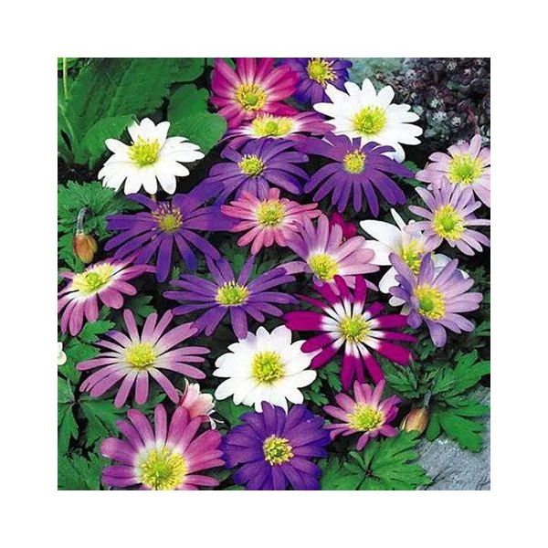 Anemone blanda - Csinos szellőrózsa, színkeverék