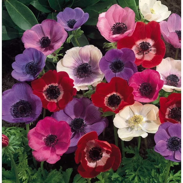 Anemone de Caen' - Koronás szellőrózsa, színkeverék