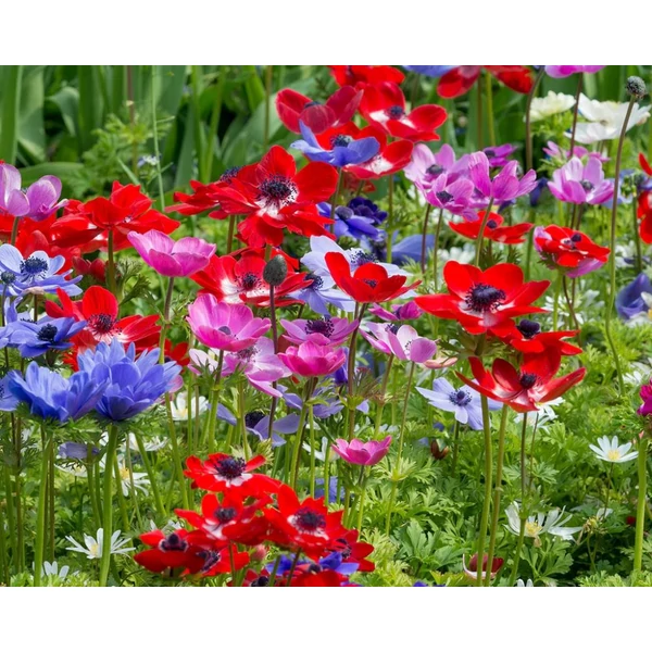 Anemone de Caen' - Koronás szellőrózsa, színkeverék