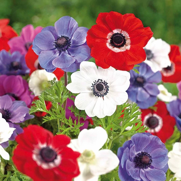 Anemone de Caen' - Koronás szellőrózsa, színkeverék