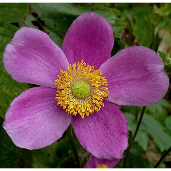 Anemone hupehensis 'Splendens' - Őszi szellőrózsa, kínai szellőrózsa
