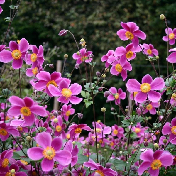Anemone hupehensis 'Splendens' - Őszi szellőrózsa, kínai szellőrózsa