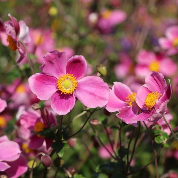 Anemone hupehensis 'Splendens' - Őszi szellőrózsa, kínai szellőrózsa