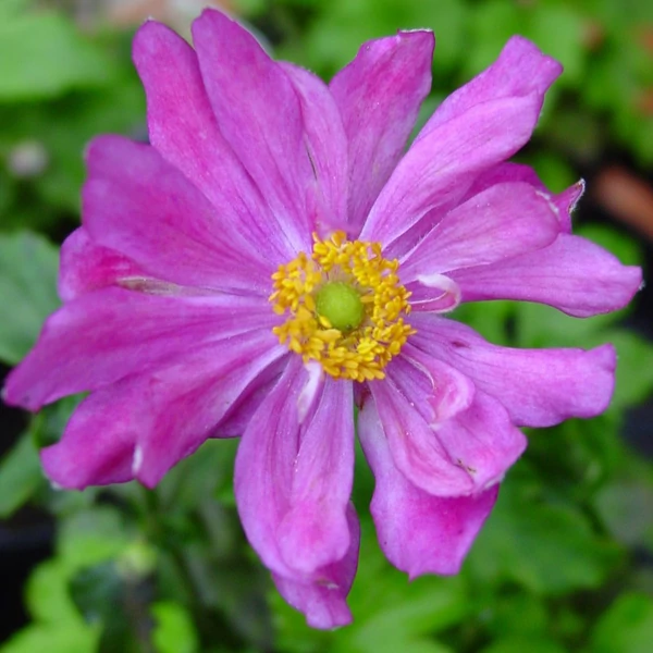 Anemone × hybrida 'Pamina' - Hibrid szellőrózsa