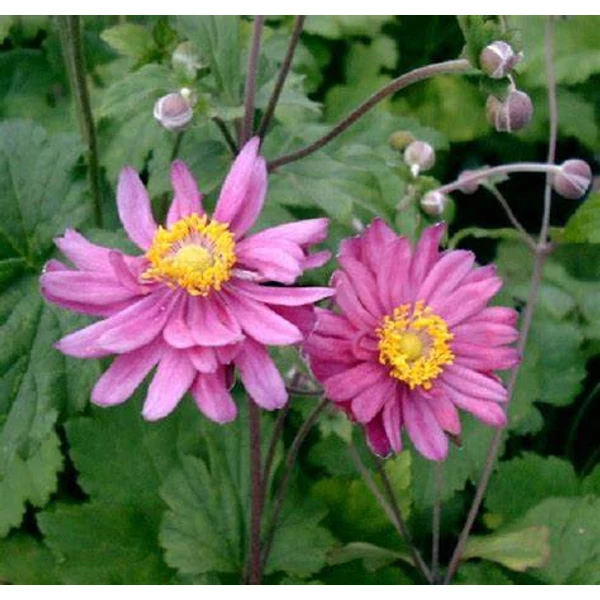 Anemone × hybrida 'Pamina' - Hibrid szellőrózsa