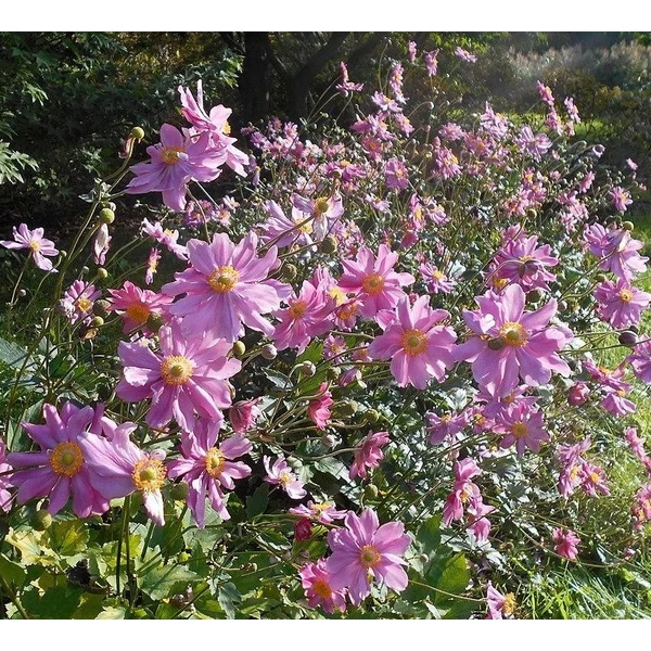 Anemone × hybrida 'Pamina' - Hibrid szellőrózsa