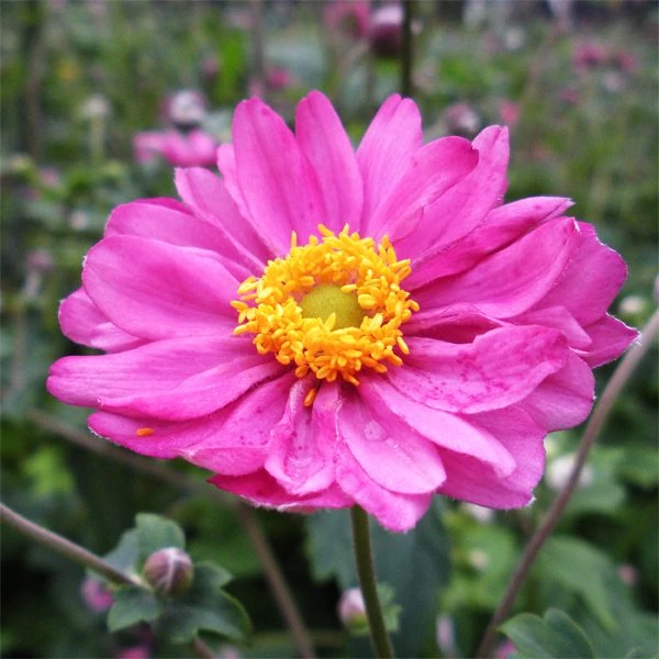 Anemone × hybrida 'Pamina' - Hibrid szellőrózsa