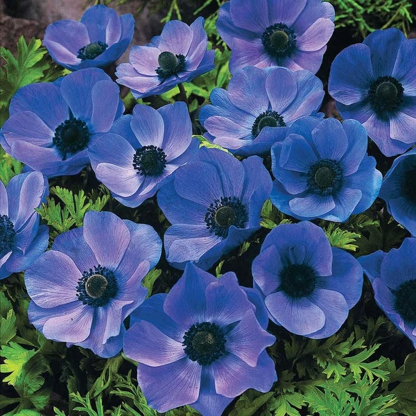Anemone 'Mr. Fokker' - Koronás szellőrózsa