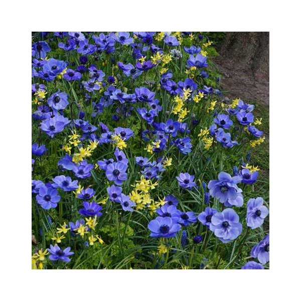 Anemone 'Mr. Fokker' - Koronás szellőrózsa