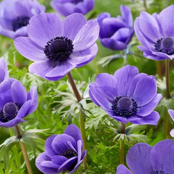 Anemone 'Mr. Fokker' - Koronás szellőrózsa