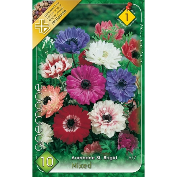 Anemone 'St. Brigid' - Koronás szellőrózsa, telt, színkeverék