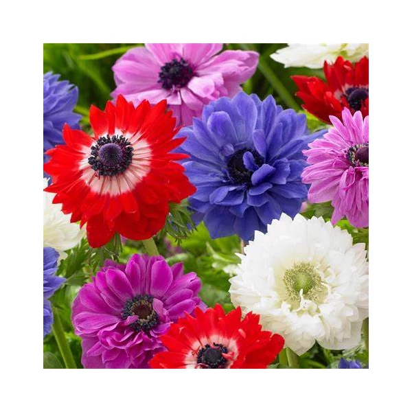 Anemone 'St. Brigid' - Koronás szellőrózsa, telt, színkeverék