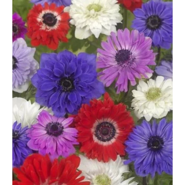 Anemone 'St. Brigid' - Koronás szellőrózsa, telt, színkeverék