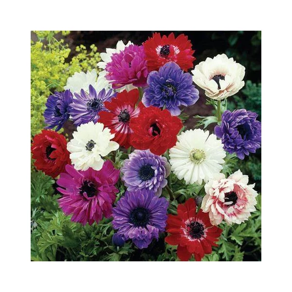 Anemone 'St. Brigid' - Koronás szellőrózsa, telt, színkeverék