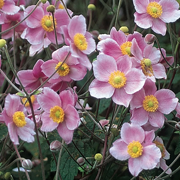 Anemone tomentosa (vitifolia) 'Robustissima' - Szőlőlevelű szellőrózsa