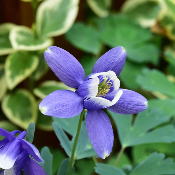 Aquilegia flabellata 'Cameo Blue and White' - Japán harangláb