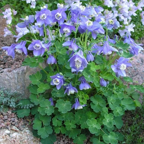 Aquilegia flabellata 'Cameo Blue and White' - Japán harangláb