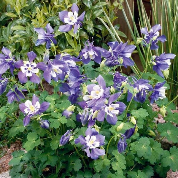 Aquilegia flabellata 'Cameo Blue and White' - Japán harangláb