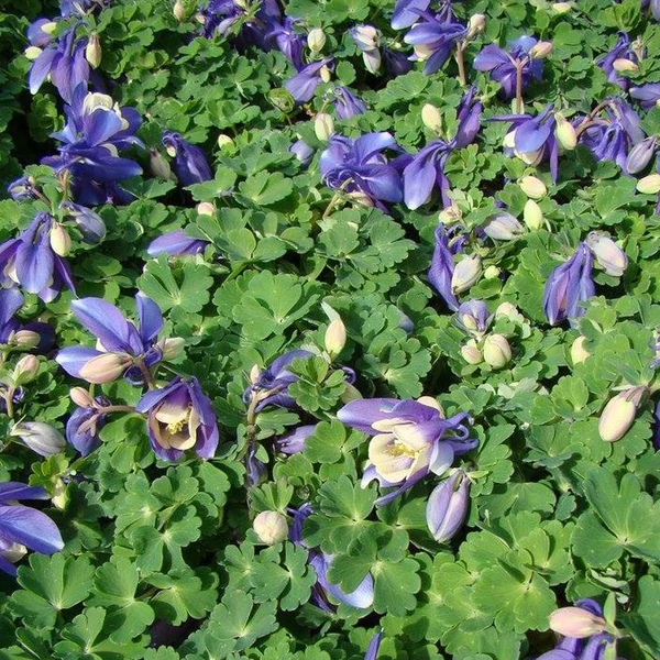 Aquilegia flabellata 'Cameo Blue and White' - Japán harangláb