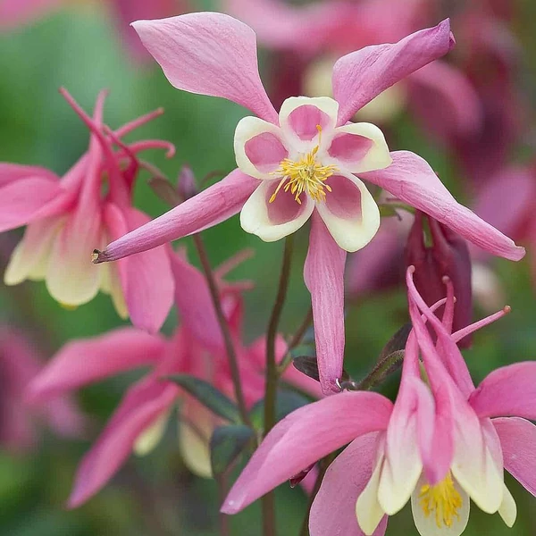 Aquilegia flabellata 'Cameo Red and White' - Japán harangláb