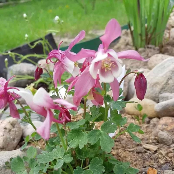 Aquilegia flabellata 'Cameo Red and White' - Japán harangláb