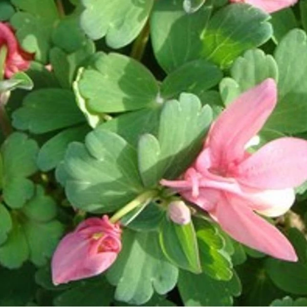 Aquilegia flabellata 'Cameo Red and White' - Japán harangláb