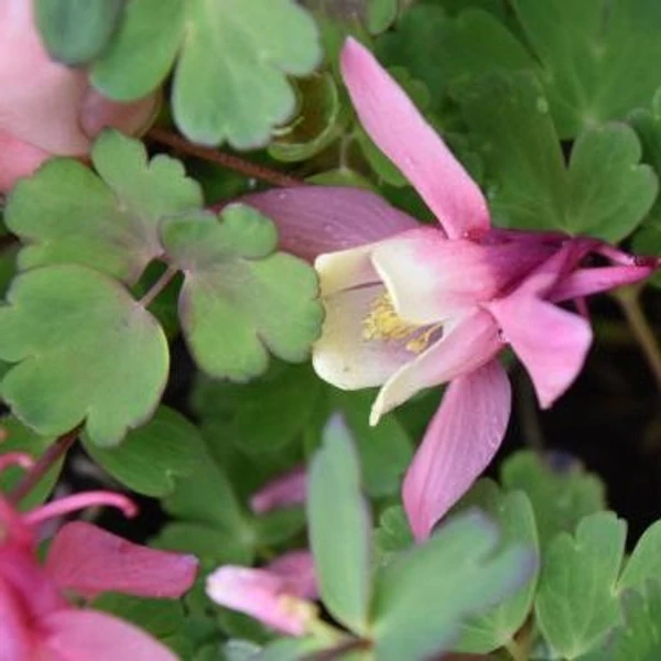 Aquilegia flabellata 'Cameo Red and White' - Japán harangláb