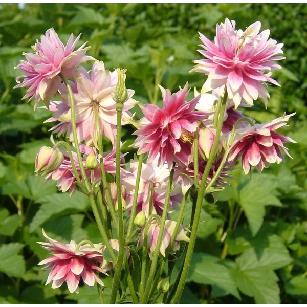 Aquilegia 'Nora Barlow' - Harangláb