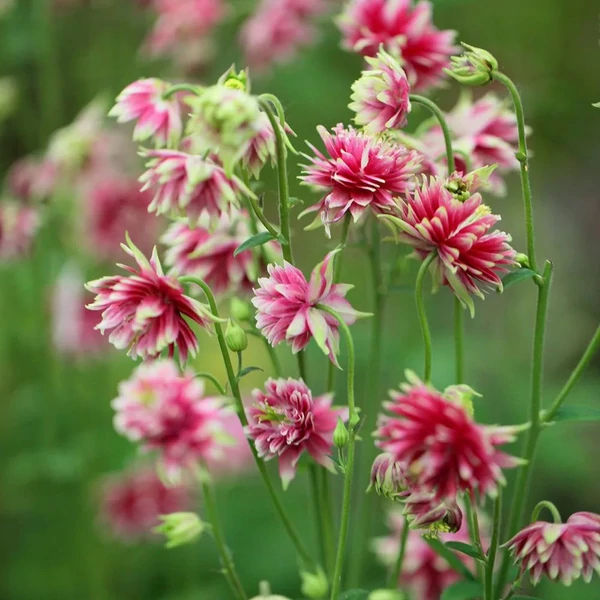 Aquilegia 'Nora Barlow' - Harangláb
