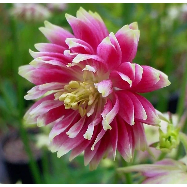 Aquilegia 'Nora Barlow' - Harangláb