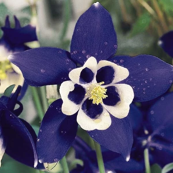 Aquilegia 'Spring Magic Navy and White' - Harangláb