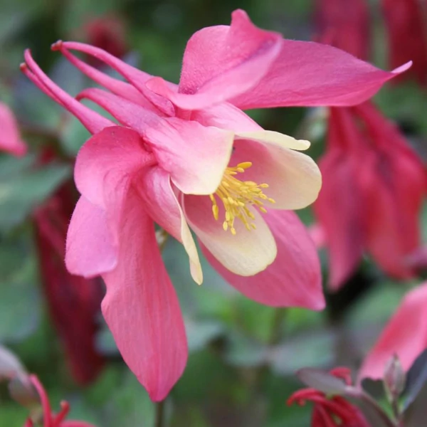 Aquilegia 'Spring Magic Rose and Ivory' - Harangláb