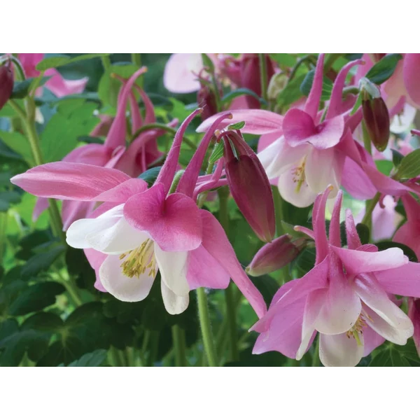 Aquilegia 'Spring Magic Rose and Ivory' - Harangláb