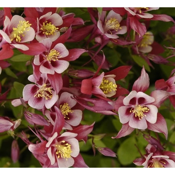Aquilegia 'Spring Magic Rose and Ivory' - Harangláb