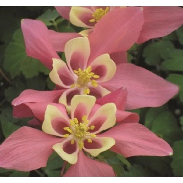 Aquilegia 'Spring Magic Rose and Ivory' - Harangláb