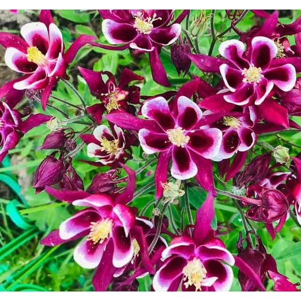 Aquilegia vulgaris 'Winky Red & White')' - Harangláb